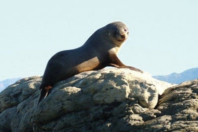 seal and dolphin watching kaikoura